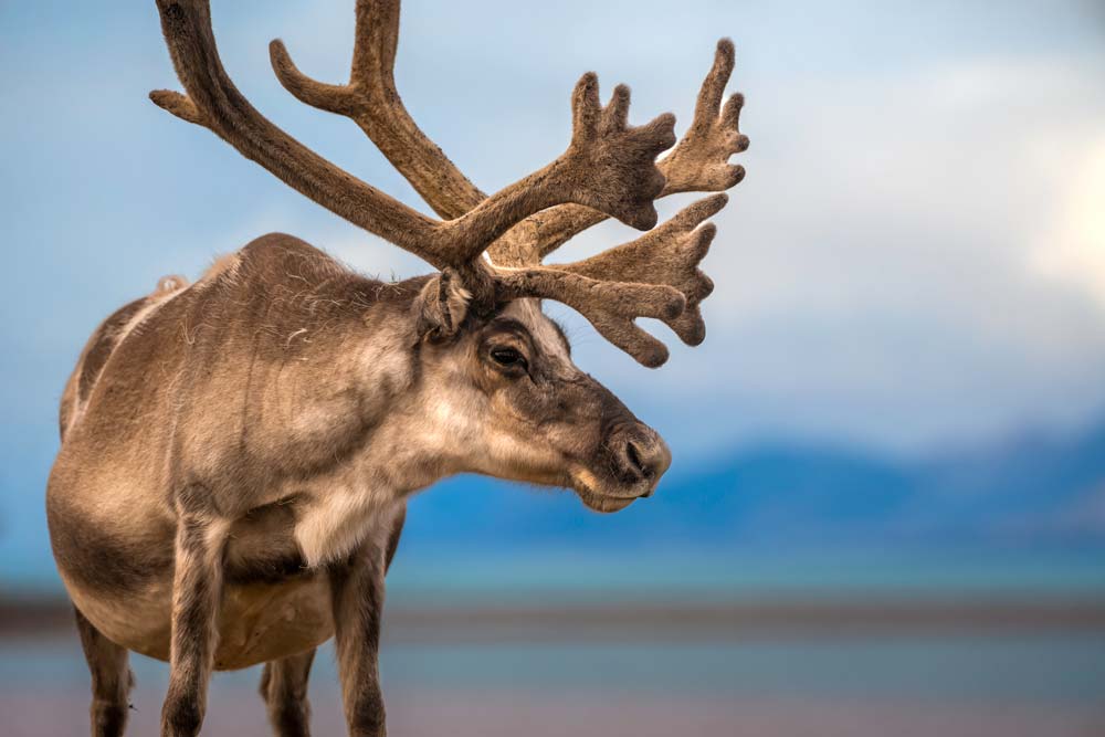 hurtigruten-2-Photo_Jan_Hvizdal